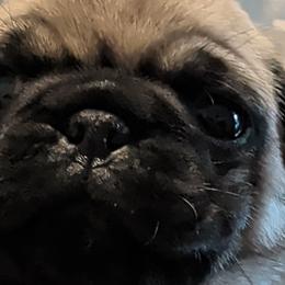 Pugs from Maritza's Pugs
