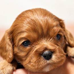 Rusty - Ruby male Cavalier King Charles Spaniel puppy in Greensboro, North Carolina from Hyde Park Cavaliers