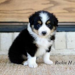 Girl 2 - Black tri female Toy Australian Shepherd puppy in Russellville, Arkansas from Rockin H Aussies