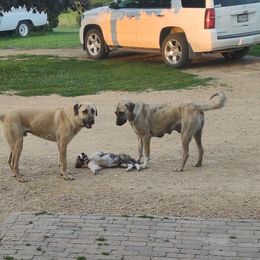 Anatolian Shepherd Dogs from Schmahl Family Farms