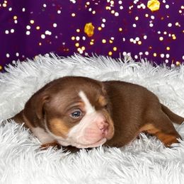 Freydis - Chocolate tri-color female American Bully puppy in Nashville, Tennessee from SimplyBullies