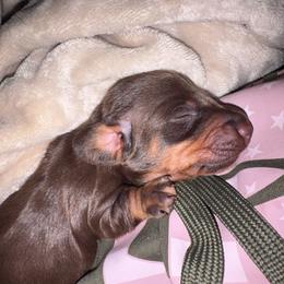 Bo - Chocolate and tan male Dachshund puppy in Indian Trail, North Carolina from Hilda’s Teenie Weenies