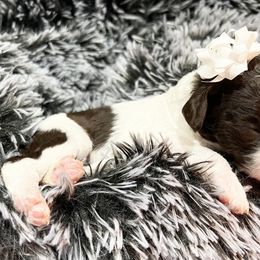 Poodle Puppies from The Poodle Boutique