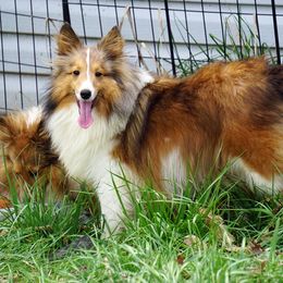 Lady - Shetland Sheepdog