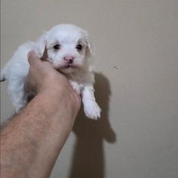 Princess - White female Maltipoo puppy in Everett, Washington from Meadows Ranch