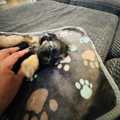 Pennie - Black and gold female Shorkie puppy in San Tan Valley, Arizona from Great Mates