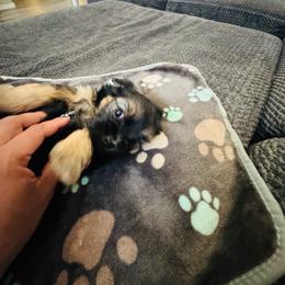 Pennie - Black and gold female Shorkie puppy in San Tan Valley, Arizona from Great Mates