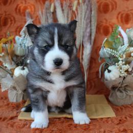Yellow - Black and white male Siberian Husky puppy in York, Pennsylvania from Spalla Pups