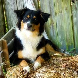 Australian Shepherds from Furtabulous Aussies