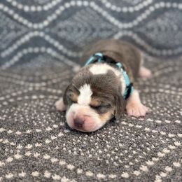 Girl 2 - female Beagle puppy in Shelley, Idaho from Idaho Beagles
