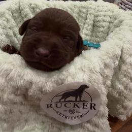 Aqua Collar Chocolate Female - Chocolate female Labrador Retriever puppy in Gainesville, Georgia from Rucker Retrievers