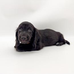 Sting (AKC solid black) - Black male Dachshund puppy in Waddell, Arizona from Neu Doxies