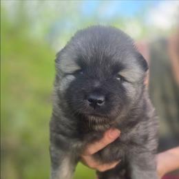 Sapphire - Gray silver and black female Keeshond puppy in Logan, Ohio from Hocking Hills Keeshonds