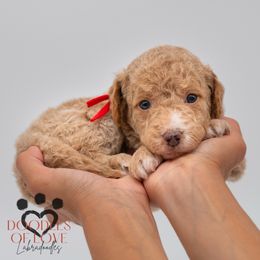 Miss Red - Apricot female Labradoodle puppy in Travelers Rest, South Carolina from Doodles of Love Labradoodles
