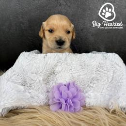 Winnie - Cream female Goldendoodle puppy in Utah County, Utah from Big Hearted Breeders