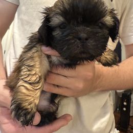 Sweet Amber - Brindle female Shih Tzu puppy in Ellicott City, Maryland from Dr. Dmitriy Kurenbin PURE SHIH TZU Puppies