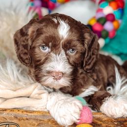 Ranger - Chocolate male Australian Labradoodle puppy in Decatur, Alabama from Southern Meadows Doodles