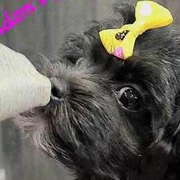 Maltese, Maltipoos, and Morkies from The Aristocratic Puppy Patch