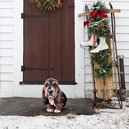 Basset Hound Puppies from Bear Foot Bassets Of West Virginia