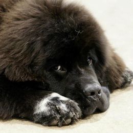 Newfoundlands from Sundust Newfoundlands