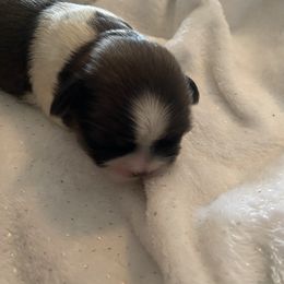 Leonardo - Brindle and white male Shih Tzu puppy in Blackwood, New Jersey from Ju Ju Bee Shih Tzus