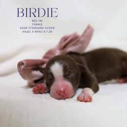 Birdie- Red Tri Female - Red tri-color female Australian Shepherd puppy in Nacogdoches, Texas from TK Standard, Mini, & Toy Aussies