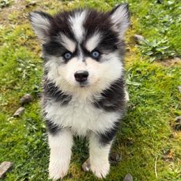 Dash - Black and white male Pomsky puppy in Mc Minnville, Oregon from West Coast Pomskies