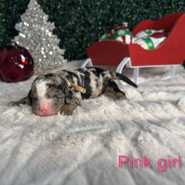 Pink girl - Merle female Bernedoodle puppy in Modesto, California from Two Doods Doodles