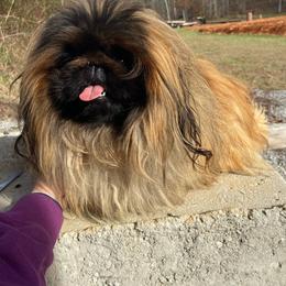 Malcolm - Fawn male Pekingese puppy in Clinton, Tennessee from Gracelands Pekingese