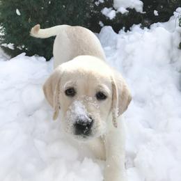 Labrador Retriever Puppies from Kingridge Kennels