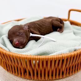 Shasta - Chocolate female Goldendoodle puppy in North Carolina from Tuxedo Mountain Doodles