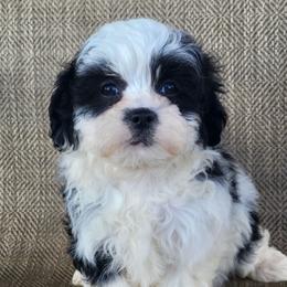 Dora - Black and white female Shichon puppy in Limestone, Tennessee from Pilot Hill Teddy Bear Puppies