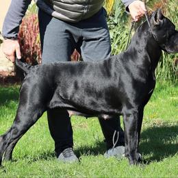 Zoe - Cane Corso