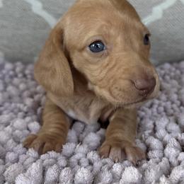 Girl 2 - Red female Dachshund puppy in Joshua Tree, California from Desert Dreams Ranch