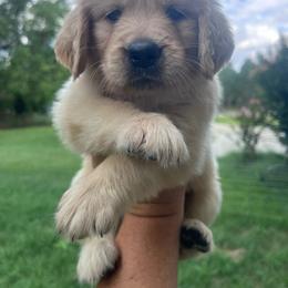 Lime collar - Golden female Golden Retriever puppy in Jesup, Georgia from Painted Platinum Retrievers (Painted Platinum Kennel) PPK