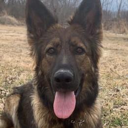 German Shepherds from Vom Nachthund German Shepherds