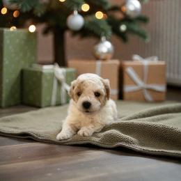 Polar - Parti male Maltipoo puppy in St. George, Utah from Winchester Hills Poodles and Doodles