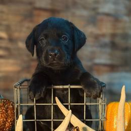 Bunny - Black female Labrador Retriever puppy in Isle, Minnesota from Dog Ear Outfitters