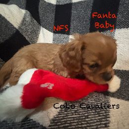Fanta - Ruby male Cavalier King Charles Spaniel puppy in Leonard, Michigan from CoLo Cavaliers