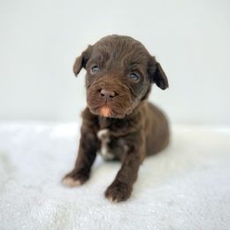 Josephine - Chocolate female Goldendoodle puppy in Gilbert, Arizona from Sunny Doodles