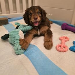 Lily - Brown and white female Aussiedoodle puppy in Prescott Valley, Arizona from Ramirez Family Doodles