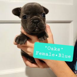 Luna - Blue French Bulldog puppy in Vanderbilt, Michigan from The French Tribe