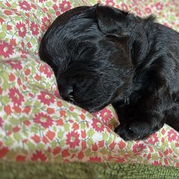 Parlay - Black male Shihpoo puppy in Mahtomedi, Minnesota from Winona’s Legacy