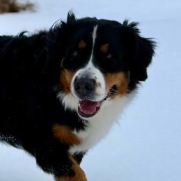 Navy - Bernese Mountain Dog