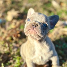 Pumpkin - Blue female French Bulldog puppy in Opelika, Alabama from Fancy Face Frenchies