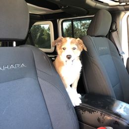Border Collie Puppies from Burke BC’s