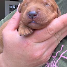 Dolly - Dark golden female Golden Retriever puppy in Lebanon, Oregon from SnowPeakPaws