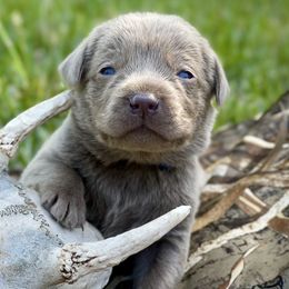 Labrador Retrievers from Southern Cypress Retrievers
