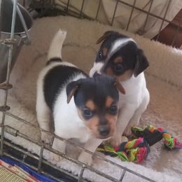 Russell Terrier Puppies from Vista Real Russells