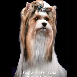 Chabela - Biewer Terrier